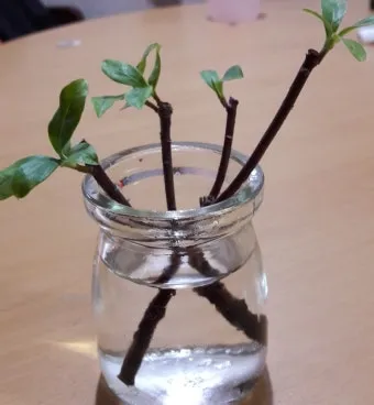 물꽂이 삽목 성공률높이기 깨끗한물 교체주기 빛관리 요령_2