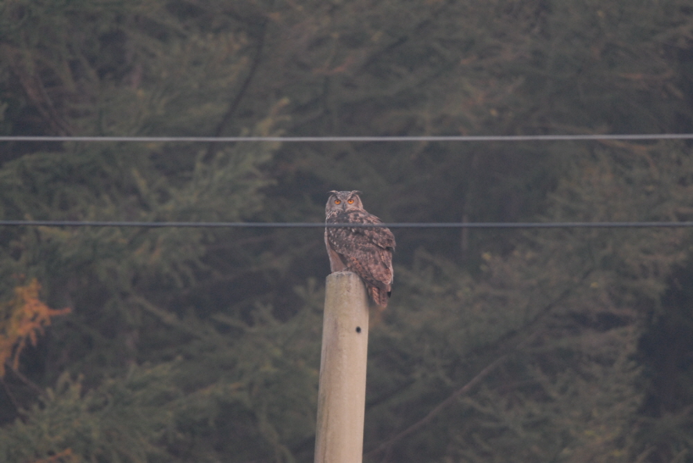 [2025년 기준] 국내 멸종위기동물 지정제도 전면 해부: 기준&amp;#44; 등급&amp;#44; 정책 실효성까지