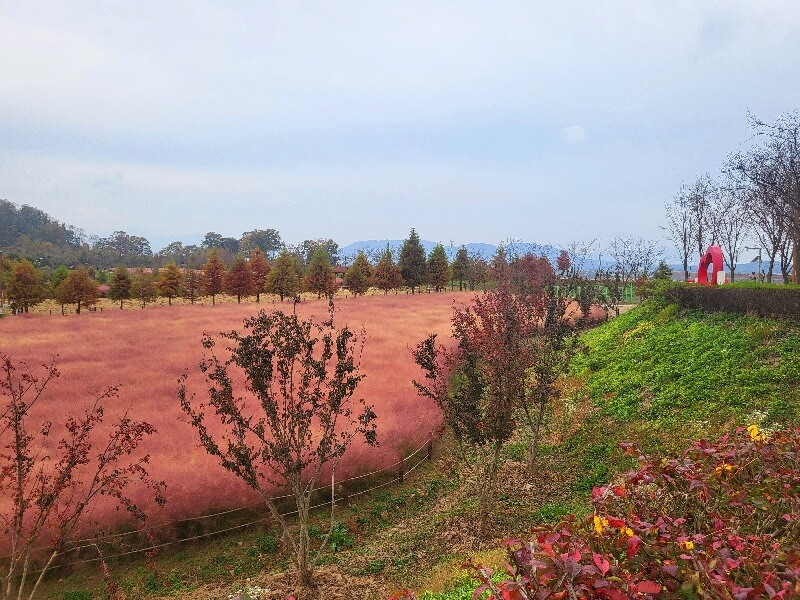 함안 악양생태공원 핑크뮬리