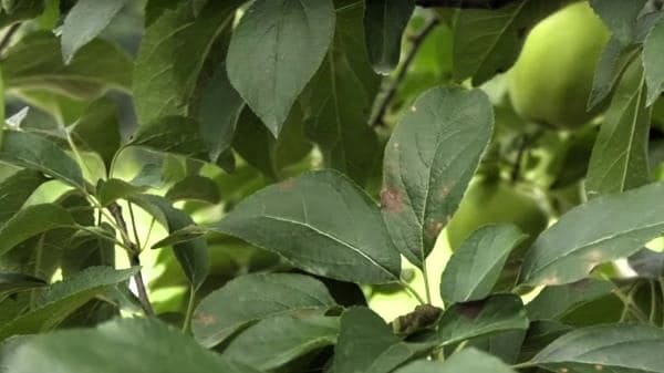 사과나무-갈색무늬병-병징-발병시기-방제법