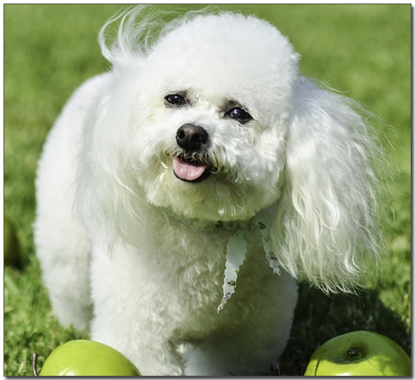 ์๊ณ ์๋ ๋น์ํ๋ฆฌ์ 