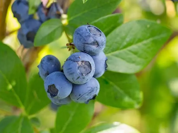 블루베리 다이어트