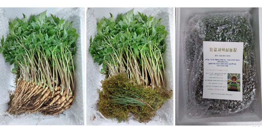 6시내고향-강원-원주-새싹삼-함결농장