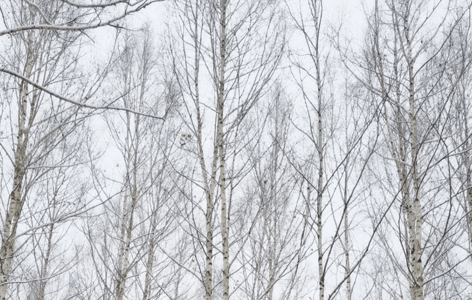 인제 자작나무숲의 위치와 접근성5