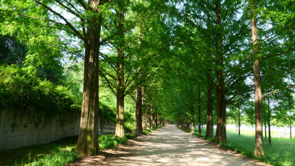 담양 메타세쿼이아길