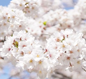 2024 벚꽃 개화시기