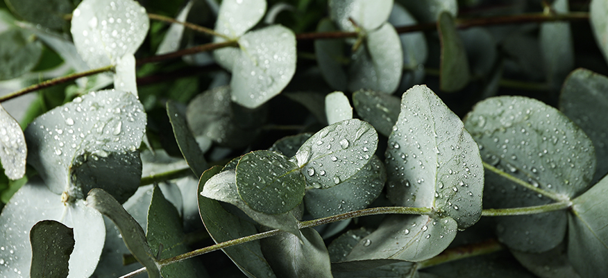 유칼립투스 효능1