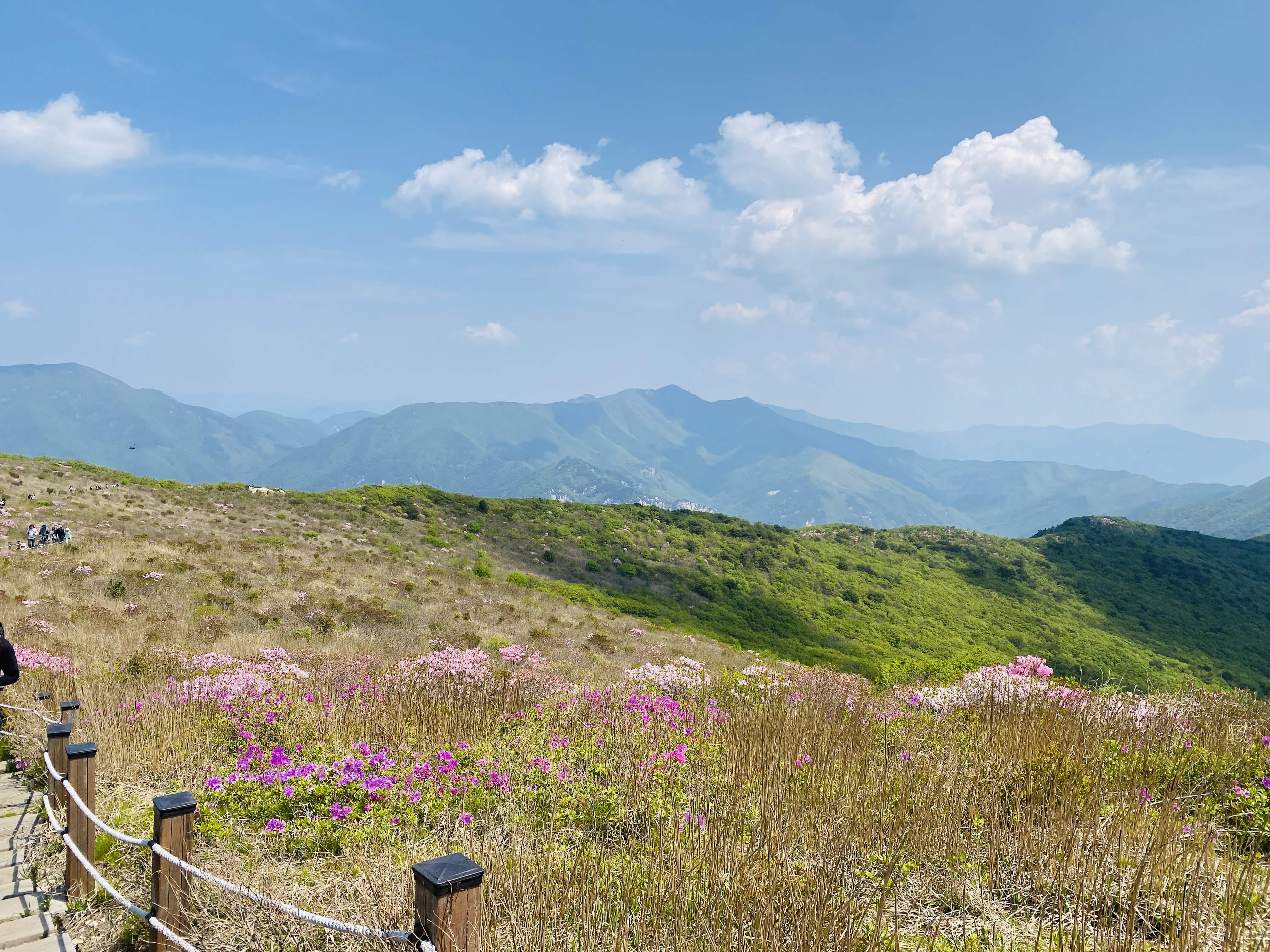 진달래가 피어난 봄철 한국의 산 전경