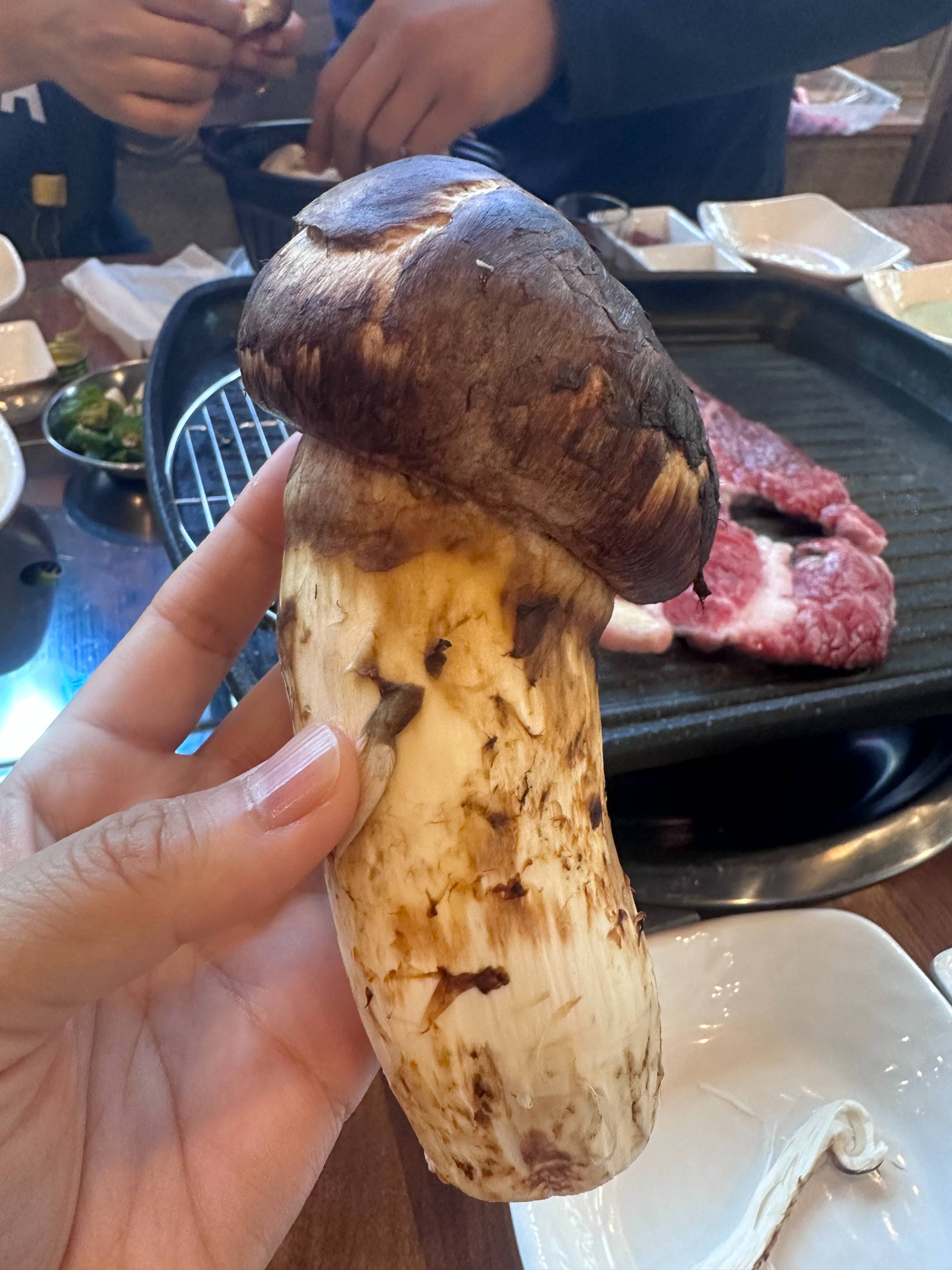 양양 송이버섯 가격 2025 실시간 시세｜올해 왜 이렇게 비쌀까? 산지 직송 정보 총정리