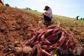 중부지방 고구마 수확시기 핵심 체크_11