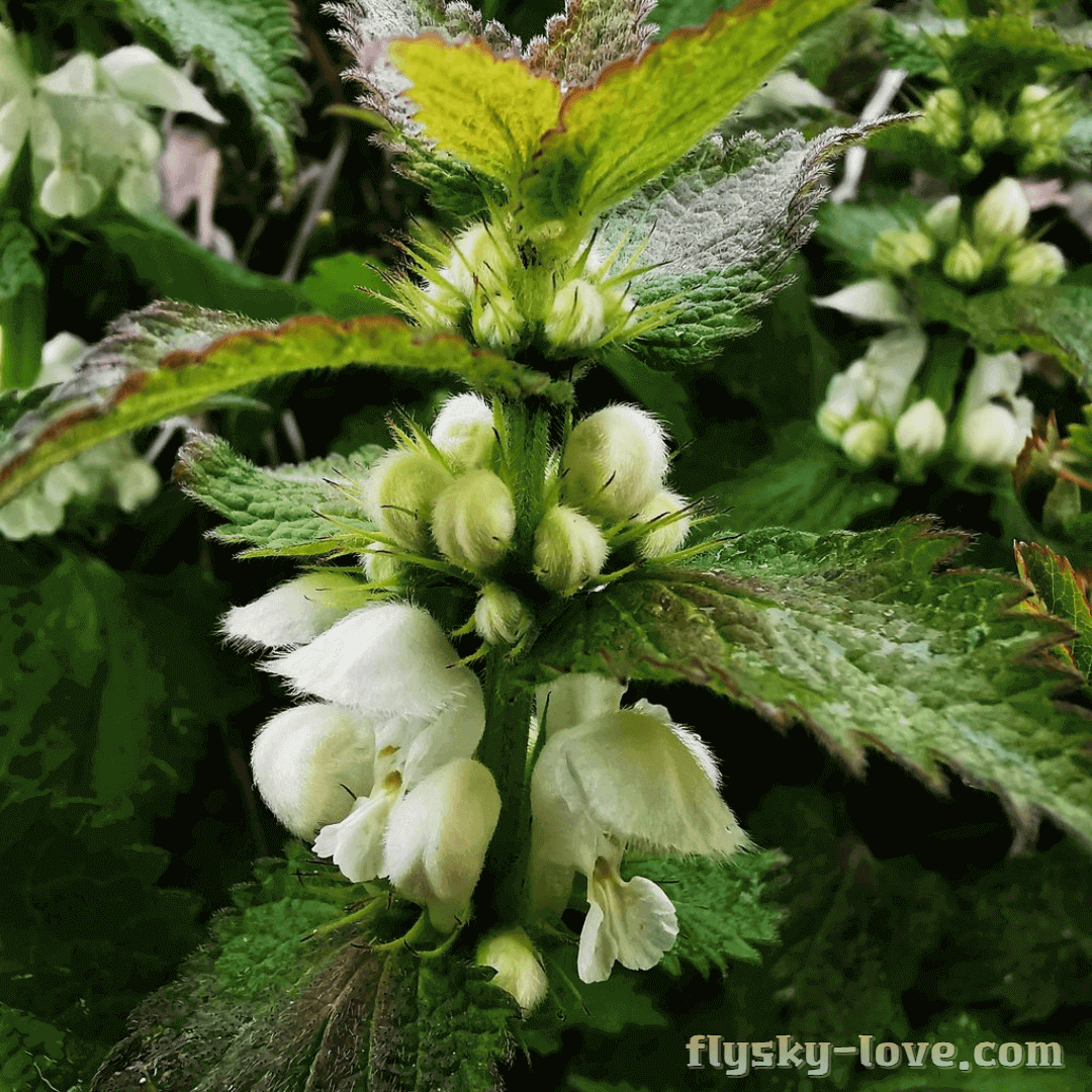 안구 건조증에 좋은 아이브라이트