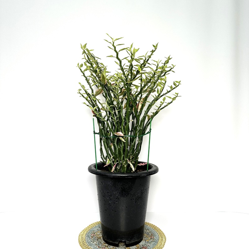 천국의계단 다육식물 키우기 키우는법