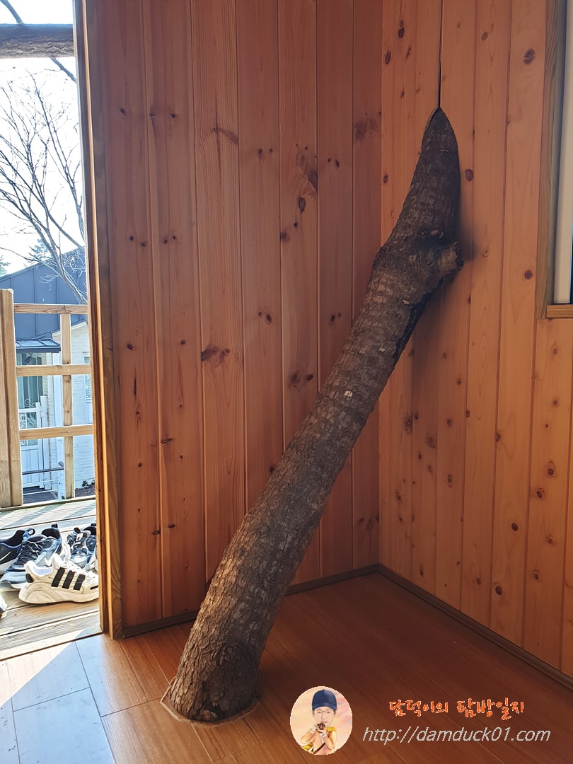 실내에 들어와 있는 나무