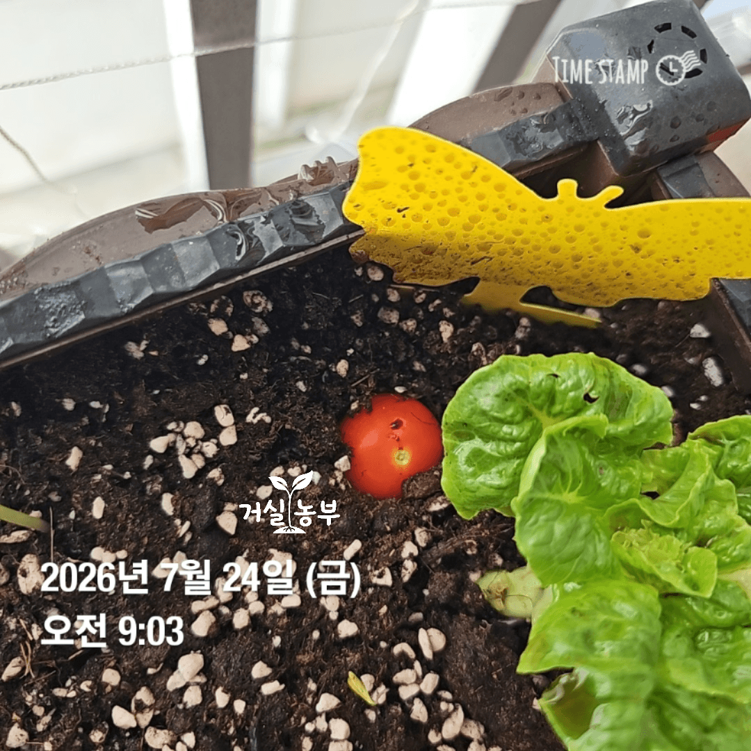 마트 방울토마토를 반으로 잘라 흙에 심는 발아 실험 모습