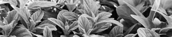 참깨 파종시기, 참깨 재배법 약 30cm 정도