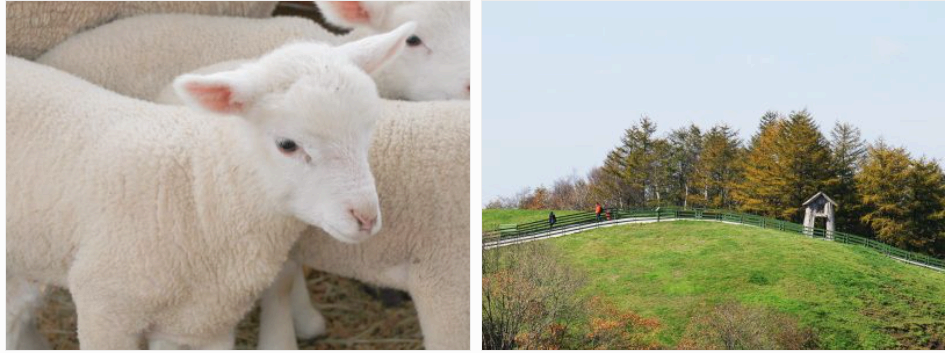 대관령양떼목장