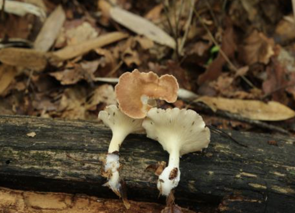[독버섯 구별] 야생버섯 섭취 주의사항