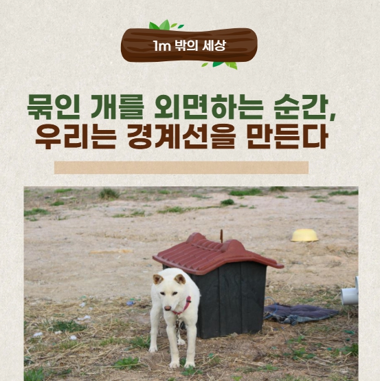 반려견과 방치견의 경계선, 우리는 언제 외면했을까