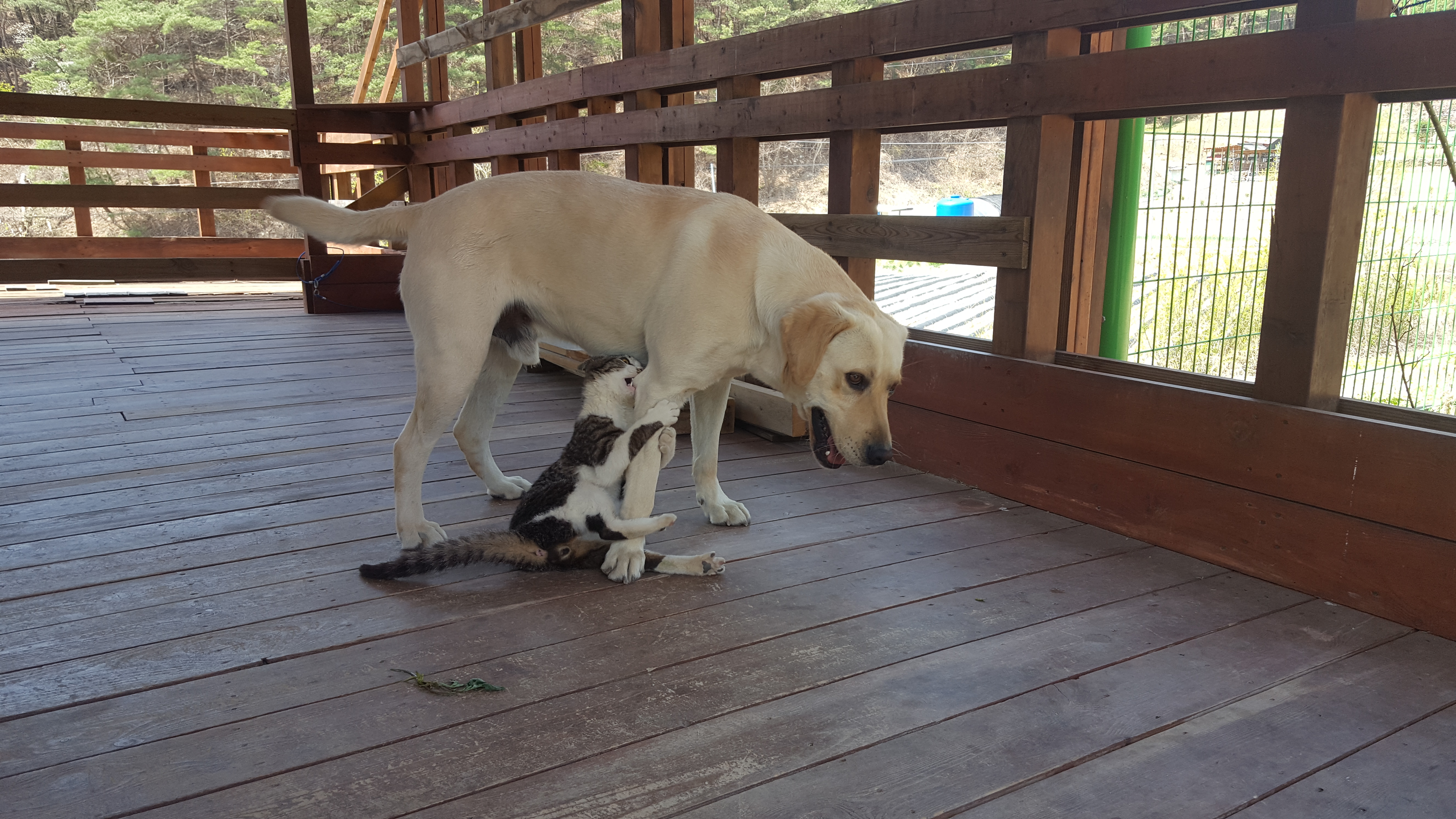 개와 고양이는 친해질 수 있다! 환상의 짝꿍 만드는 비법 대공개 관련 사진