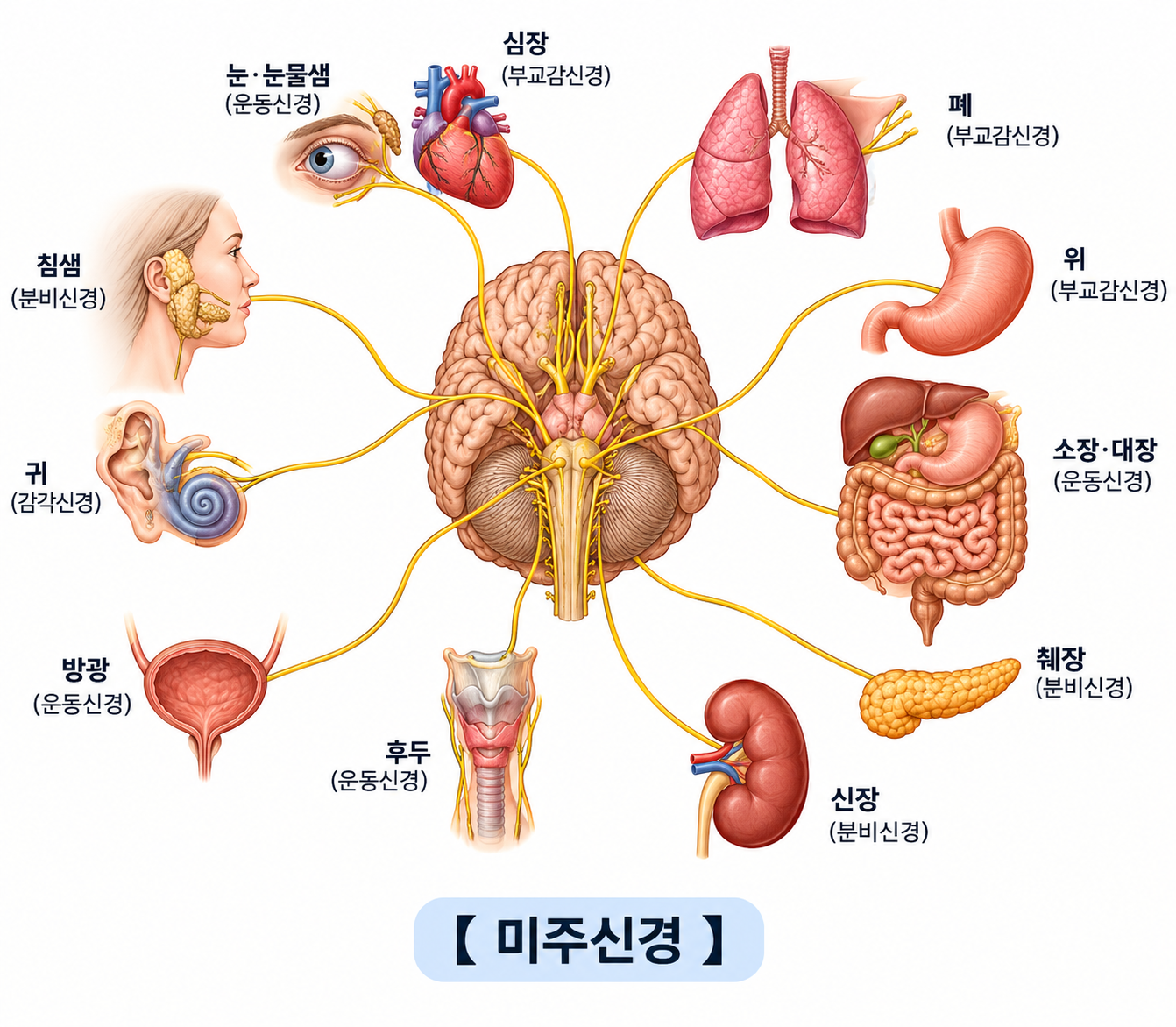 인체 주요 장기를 조율하는 미주신경