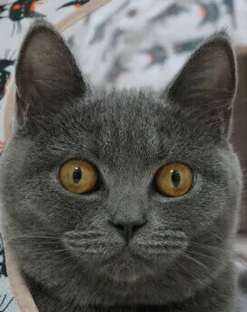 고양이 만성 신부전