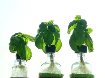 바질 재배 실내 재배 가지 치기 잎 수확_14