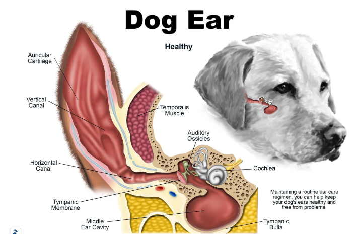 강아지 귀의 구조 이미지