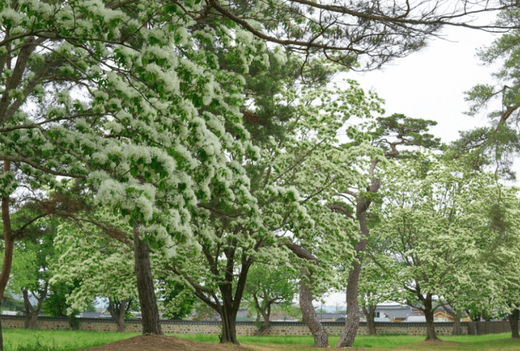 경주오릉-이팝나무