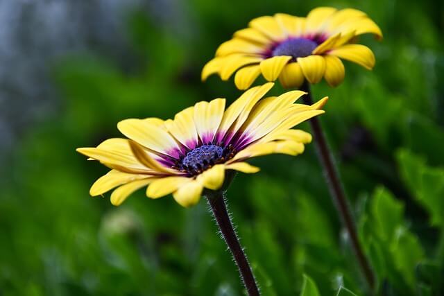 마가렛 꽃, 마가렛 꽃말