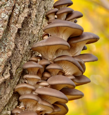 뼈 건강에 좋은 음식 10