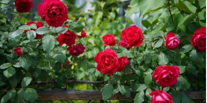 잘 시들고 오래가지 못하는 장미 사진