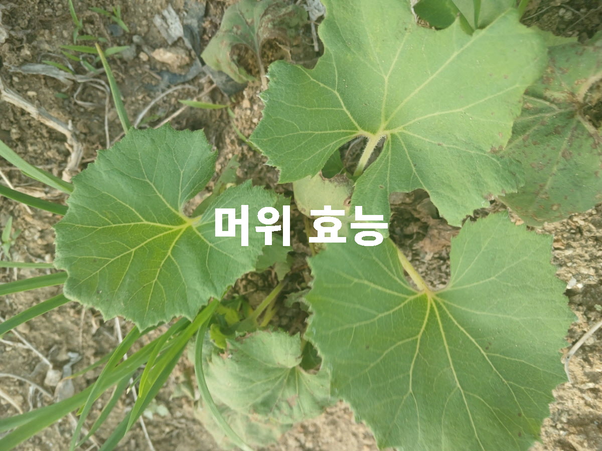 머위 효능 대표 실사진