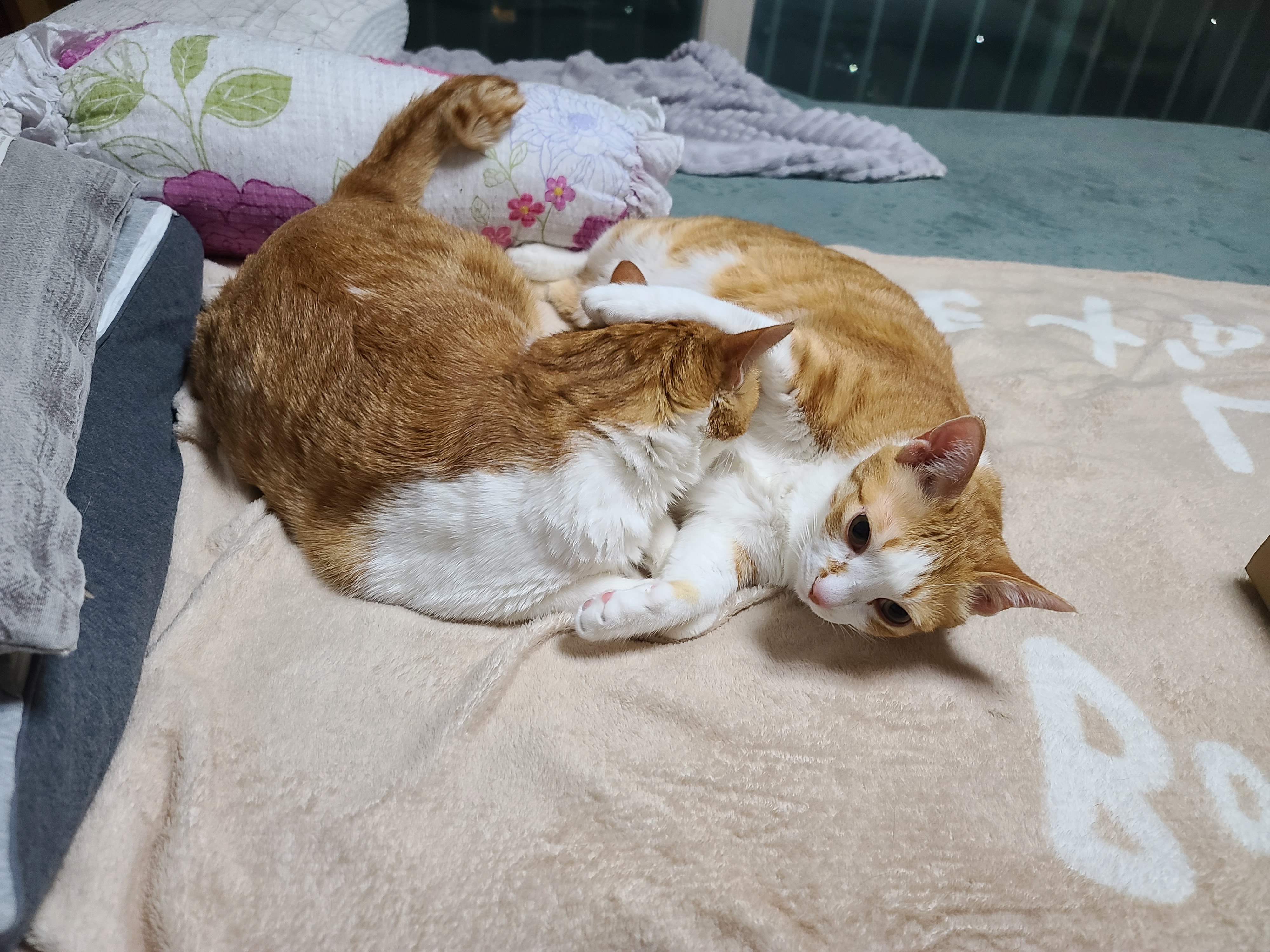 다정한 치즈냥이들 (feat.호야랑 막둥이 형제)