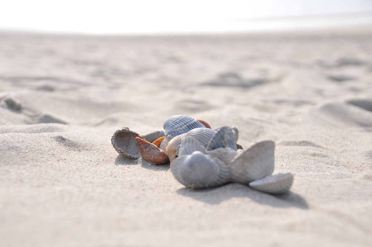 조개꿈-큰조개꿈-소라꿈-조개꿈해몽-조개꿈풀이