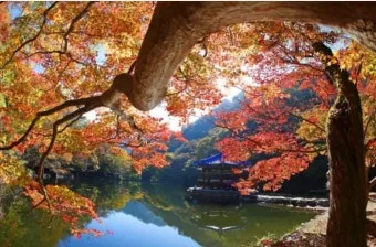 내장산 단풍터널 드라이브 코스 주차장 위치까지 총정리_6