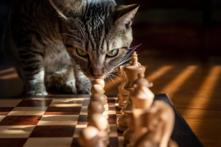 고양이 나이별 건강 체크리스트