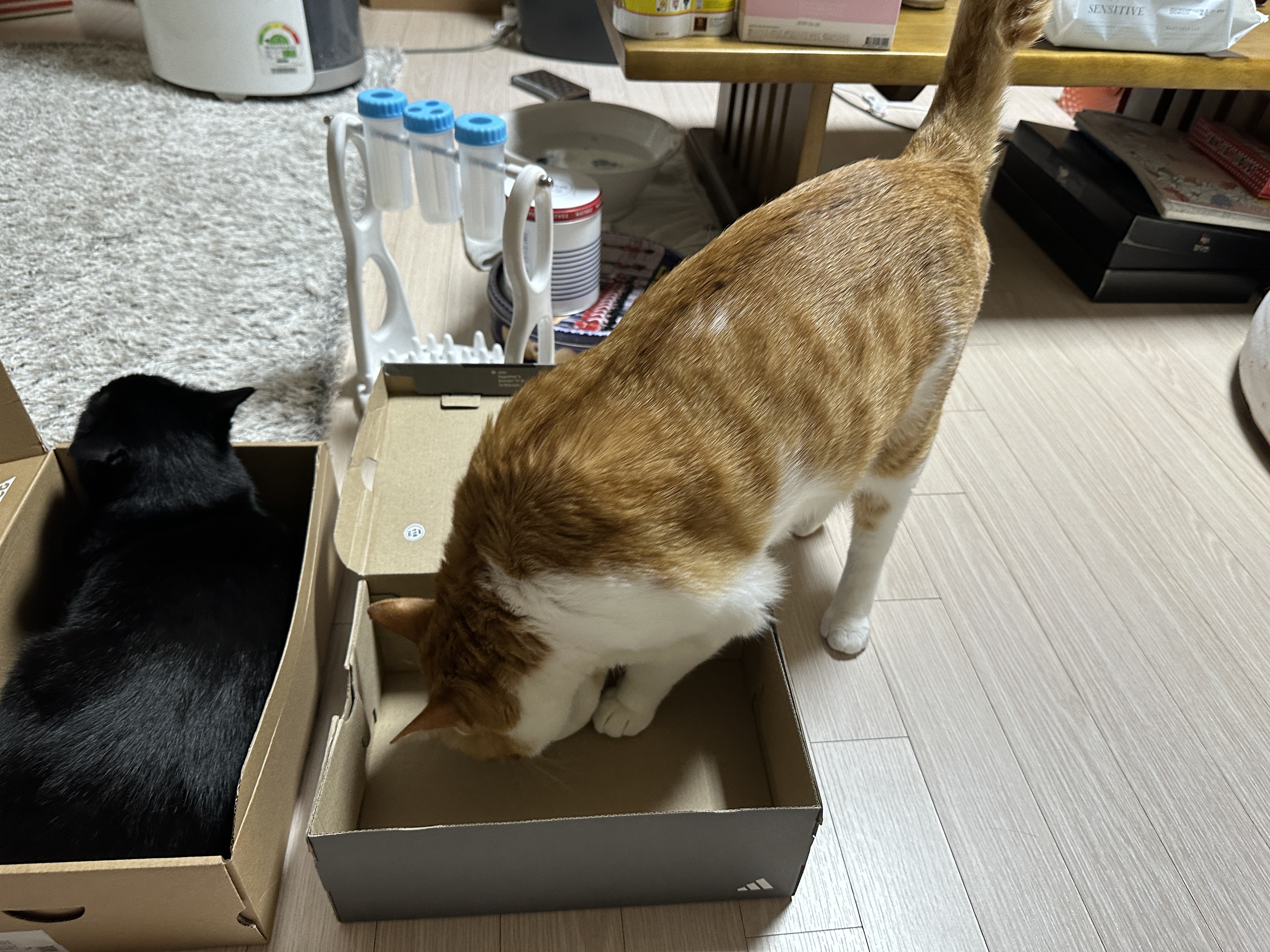 나이키-vs-아디다스!-건이의-선택을-받은-박스는?!-(feat.-막둥이,-호야,-요미)