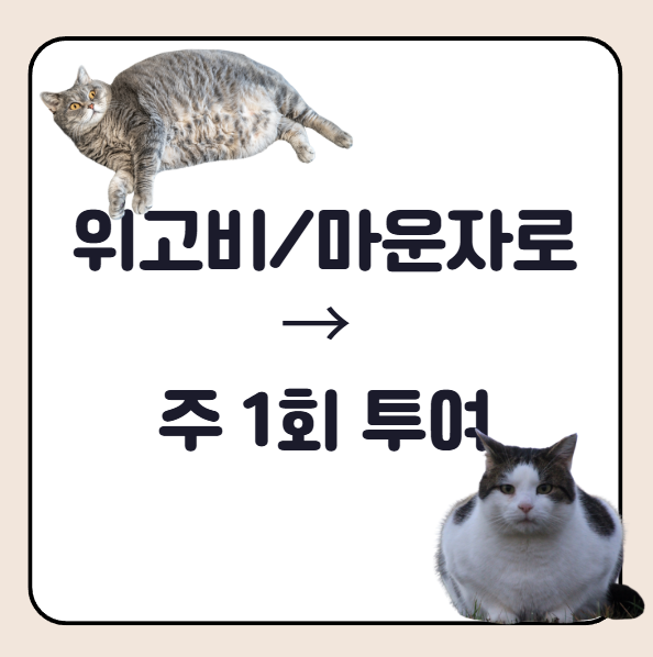 위고비, 마운자로 차이 및 비교