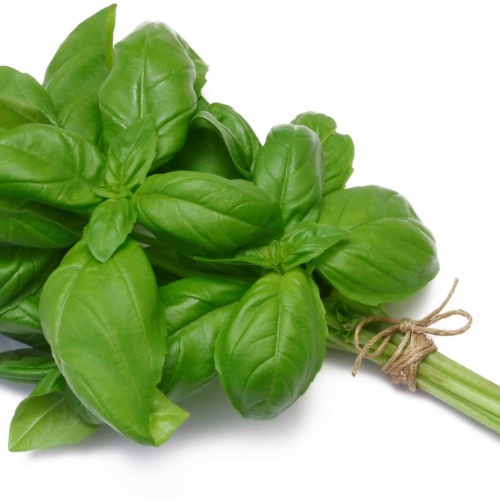 바질 잎묶음