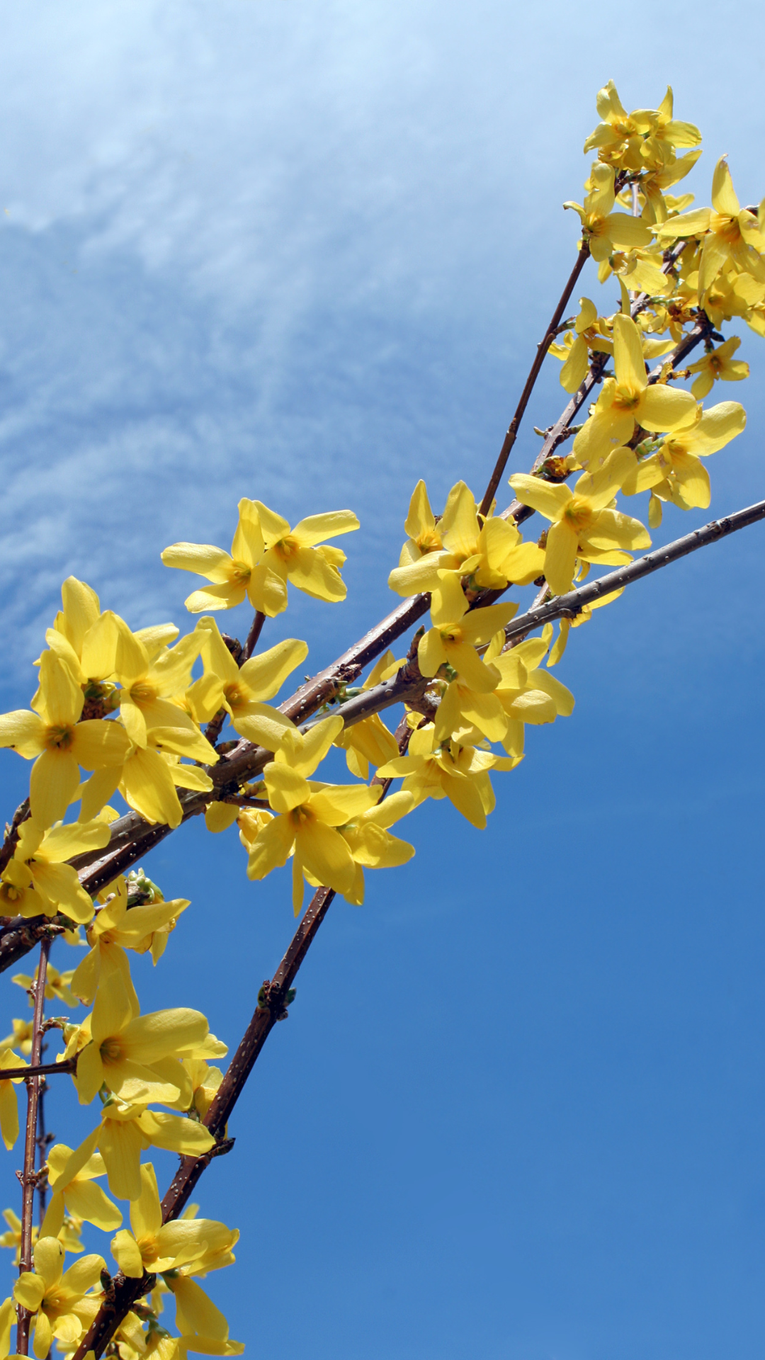 스마트폰 봄 계절 꽃 배경화면 사진 이미지 모음