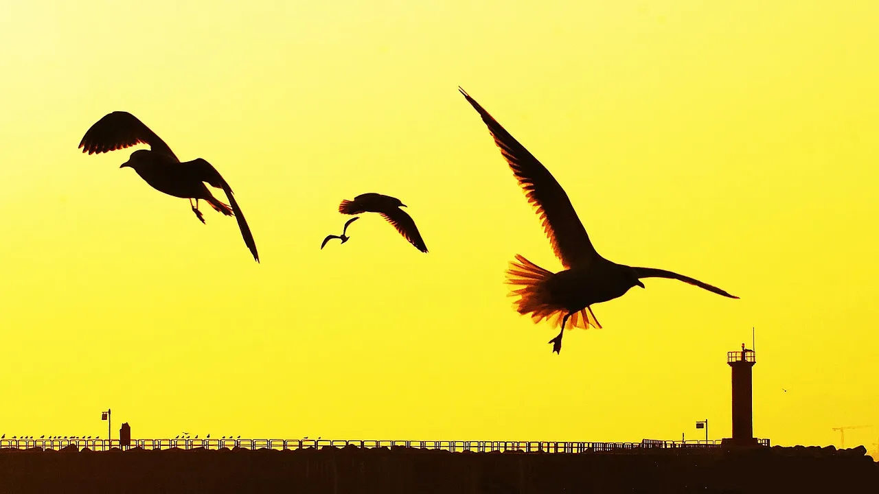 강릉 해변에 날아다니는 갈매기