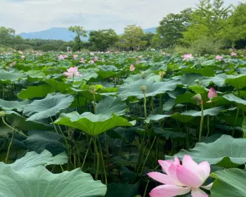 세미원 연꽃축제&amp;#44; 연꽃문화제_3