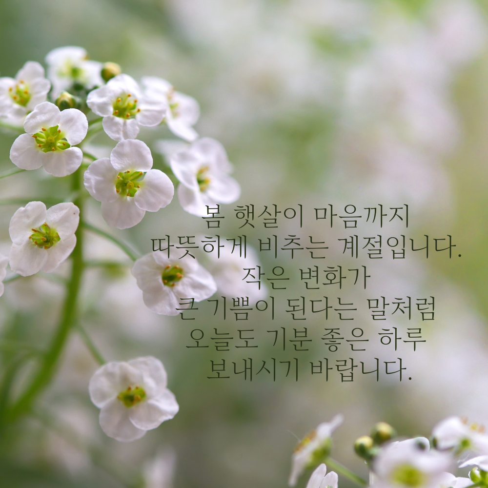 춘분 인사말 봄 안부 인사글귀 좋은 3월 인사이미지 문구 모음