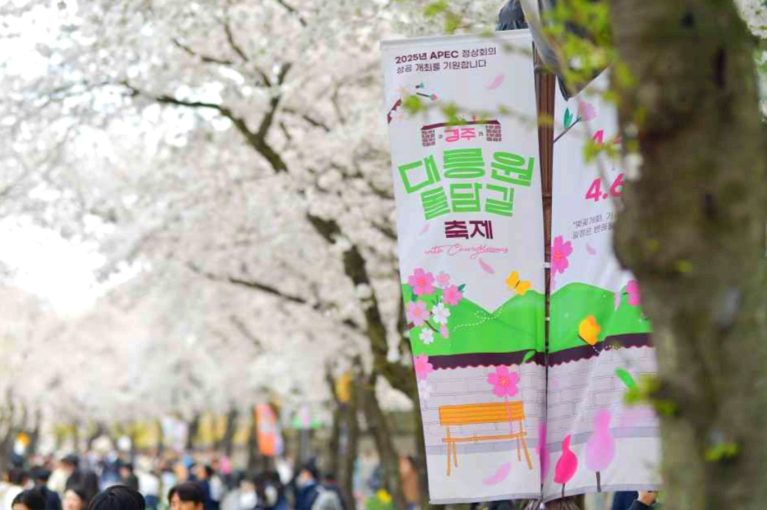 경주 대릉원 돌담길 벚꽃축제