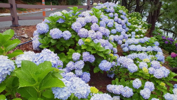 거제 수국 축제, 여름을 걷다 일정 총정리