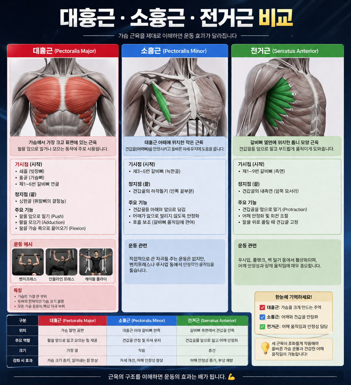 가슴 근육 구조 비교