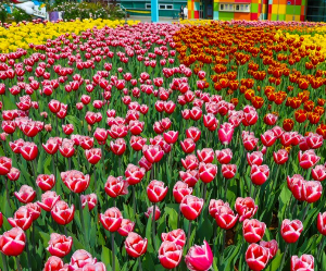 고양국제꽃박람회