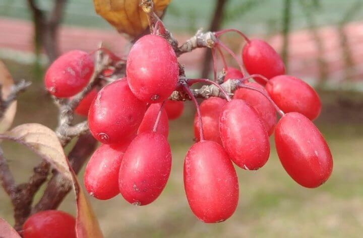 오미자 효능 피로회복