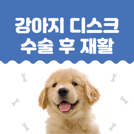 강아지-디스크-수술-후-재활치료-썸네일
