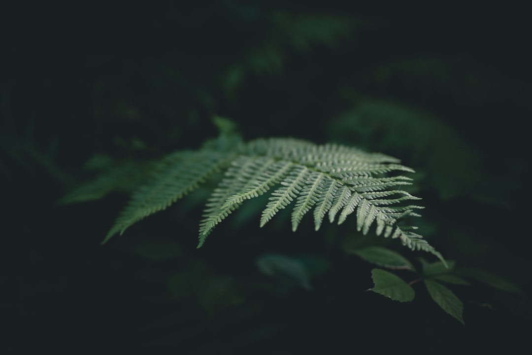 foliage